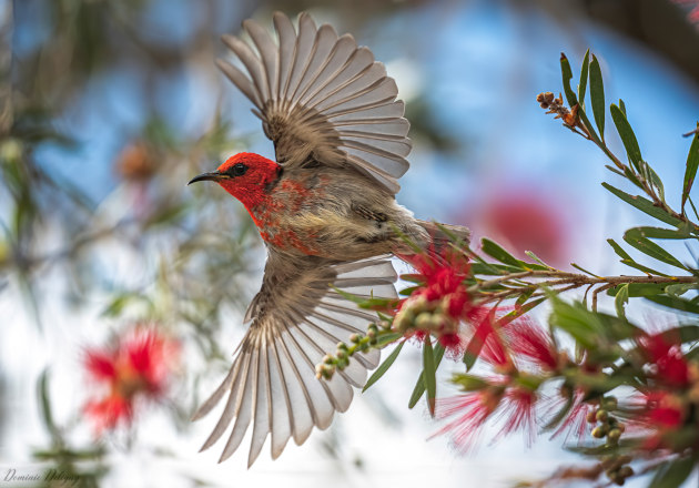 © Dominic Deligny - Scarlet honeyeater - People's choice winner