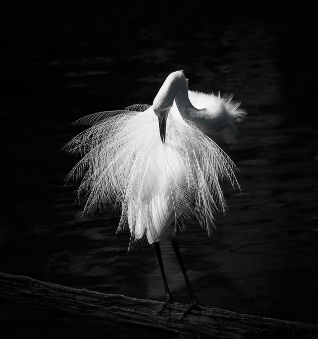 © Lynn Stephens Tait - Egret ballet - Judge's choice winner