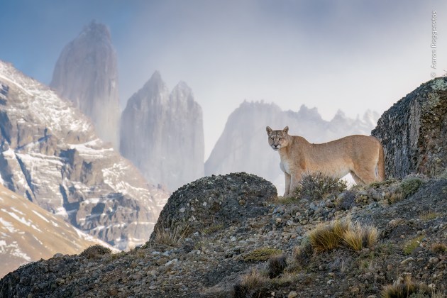 Scanning the Realm by Aaron Baggenstos (USA). A puma stands on a windswept outcrop in the rugged mountain terrain of Torres del Paine National Park, Chile. 
It is a symbol of hope. A successful conservation movement led to the creation of the national park and a rise in ecotourism in the region. 
This has also helped to reduce conflict between pumas and local gauchos (sheep farmers). The gauchos view pumas more positively because they’re attracting tourists, which is good for income. 
The introduction of sheepdogs has also helped. The dogs confront any approaching pumas and stop them attacking the sheep. In turn, the pumas hunt their natural prey, and the gauchos are less likely to shoot them.