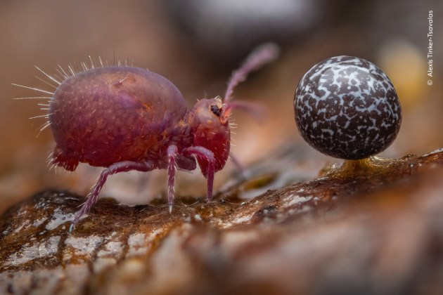 The teenage photographer, whose image also won the 15-17 years category, rolled over a log to take the shot, and had to act fast as springtails can jump many times their body length in a fraction of a second. He focus-stacked a total of 36 images, to achieve enough depth of field in his shot. Springtails are barely two millimeters long (less than a tenth of an inch), and are commonly found alongside slime molds and leaf litter worldwide. They feed on bacteria and fungi, and play a valuable role in improving soil by helping organic matter to decompose. (Image credit: Alexis Tinker-Tsavalas / Wildlife Photographer of the Year)