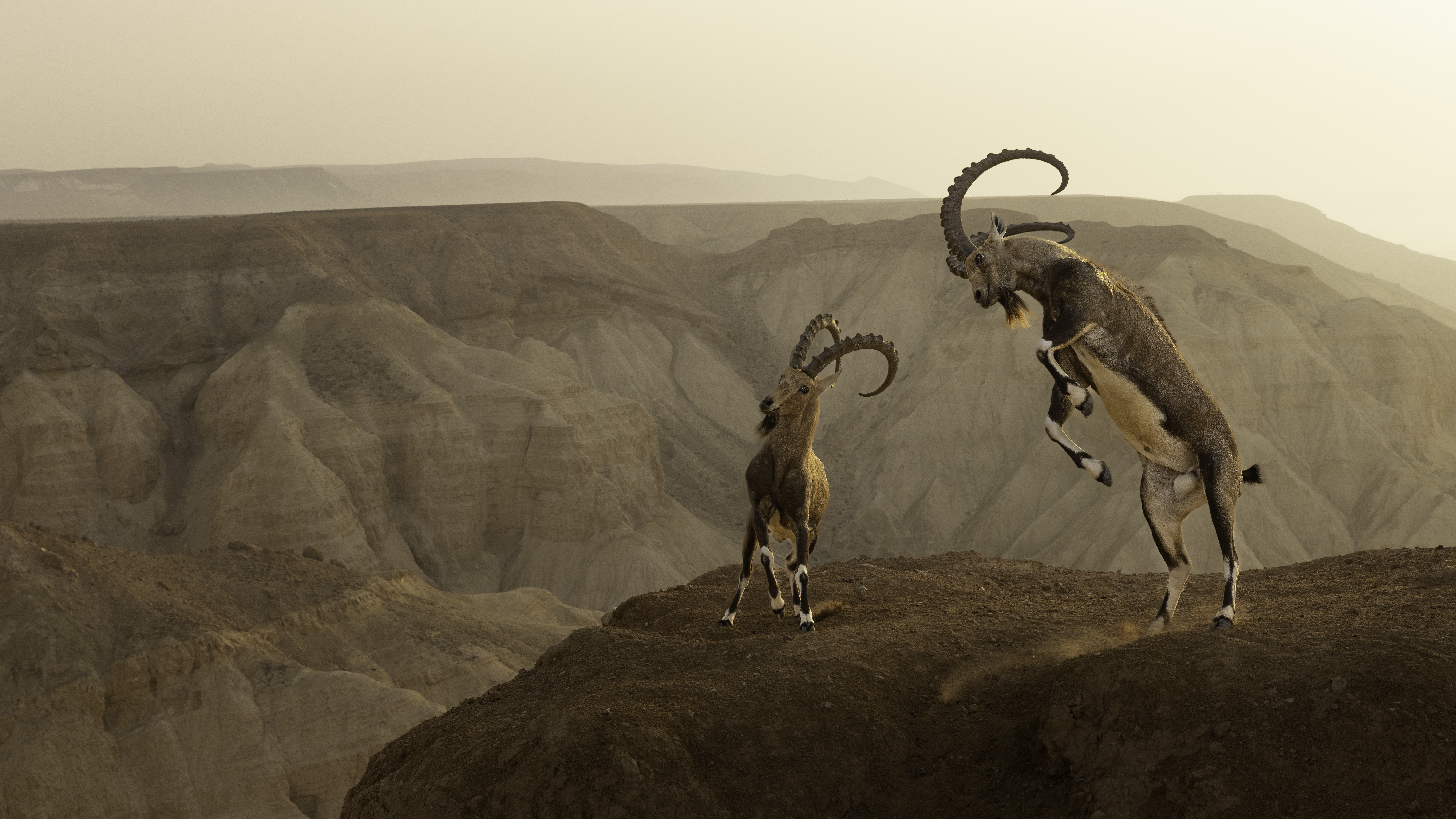 Life on the edge by Amit Eshel, Israel Winner, Animals in their Environment Amit Eshel witnesses a dramatic cliffside clash between two Nubian ibex. After hiking to a vantage point on the clifftop, Amit slowly crept closer, using a wide-angle lens to set the action of two clashing Nubian ibex against the dramatic backdrop. The battle lasted for about 15 minutes before one male surrendered, and the pair parted without serious injury. Canon EOS R5 + 24–70mm f2.8 lens at 45mm; 1/800 at f8; ISO 500.