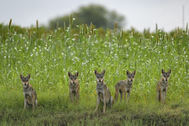 Wolf Pack by Arvind Ramamurthy (India). 
Members of an Indian wolf pack pause briefly as they play in fields in Bhigwan, India. 
Indian wolves were once found all across India. Now, their number has dwindled to as few as 3,000. 
Living so close to humans poses many risks. Farming has fragmented their rolling grassland habitat, and feeding on cattle carcasses puts them at risk of disease. 
But Indian wolves are hardy animals. With better grassland management and protection, they could make a strong comeback.