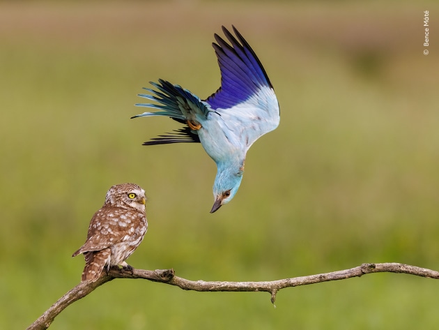 Annoying Neighbour by Bence Máté (Hungary). 
A European roller defends its territory from a bemused-looking little owl in Kiskunság National Park, Hungary. 
The little owl and the European roller are very different birds, but their nests and feeding requirements are similar. This means they sometimes breed near each other. 
The male roller makes a sport of annoying other birds that stray into its breeding area during the short mating season. It makes a surprise ambush, flying at full speed behind them. 
To catch such a fleeting scene, Bence spent 27 days watching from a hide. The little owl seemed nonplussed by the spectacle.