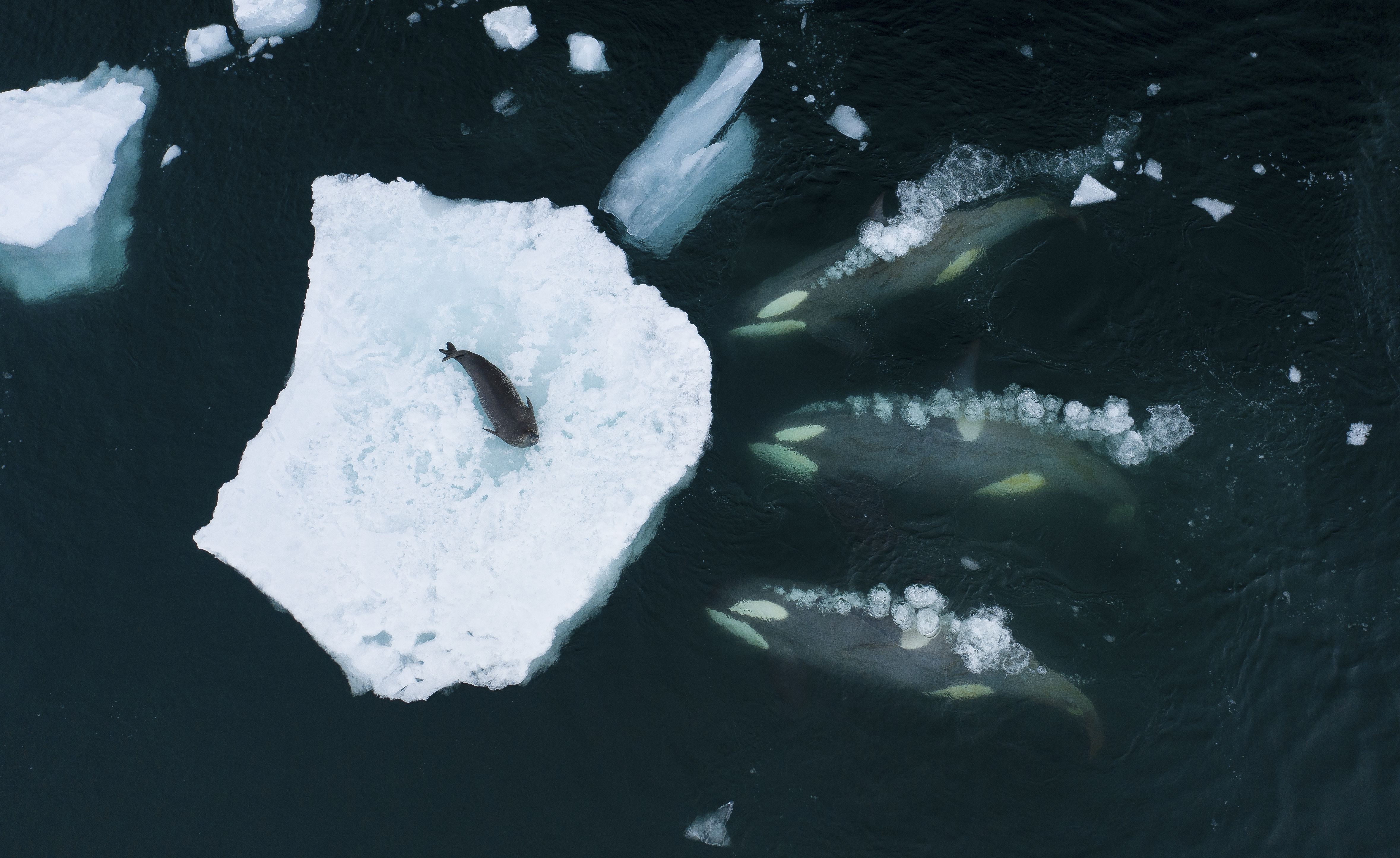 Whales making waves by Bertie Gregory, UK Winner, Behaviour: Mammals Bertie Gregory tracks a pod of orcas as they prepare to ‘wave wash’ a Weddell seal. Bertie took two month-long expeditions searching for orcas. ‘We spent every waking minute on the roof of the boat, scanning,’ he says. After battling high winds and freezing conditions, he captured this remarkable behaviour with his drone. DJI Mavic 2 Pro + Hasselblad L1D-20c + 28mm f2.8 lens; 1/120 at f4; ISO 100.