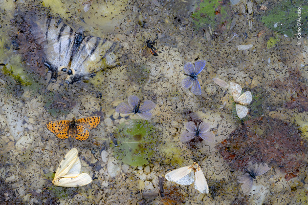 Fallen from the Sky by Carlo D’Aurizio (Italy). 
A collage of dead butterflies and moths trapped by the surface tension of the water floats in a stream in Italy. 
It was a summer morning in the San Bartolomeo valley, in the Majella National Park, Italy. 
Carlo had visited this small stream many times. He expected to see the graceful flight of butterflies and dragonflies along it. 
He never thought he would find such a still life, a sad collage of dead insects calmly floating in the water.