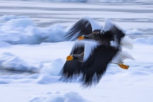 Wildlife must dos: 5 quick tips for better nature shots