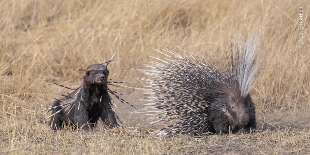 Spiked by David Northall (UK). 
A bloodied yet determined honey badger returns to finish off a Cape porcupine, which earlier had tried to defend itself. 
Found throughout Botswana, honey badgers are famously ferocious. They often chase animals many times their own size. 
This honey badger got an unpleasant surprise when it attacked the normally nocturnal Cape porcupine. 
The badger grabbed the porcupine’s right leg. In defence, the porcupine repeatedly backed into its attacker, piercing it with many quills.