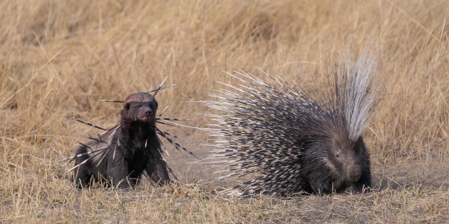 Spiked by David Northall (UK) Highly commended
A bloodied yet determined honey badger returns to finish off a Cape porcupine, which earlier had tried to defend itself. Found throughout Botswana, honey badgers are famously ferocious. They often chase animals many times their own size. This honey badger got an unpleasant surprise when it attacked the normally nocturnal Cape porcupine. The badger grabbed the porcupine’s right leg. In defence, the porcupine repeatedly backed into its attacker, piercing it with many quills. During a lull in the attack, the porcupine managed to shuffle away, its leg badly damaged. After a short retreat, the bloodied badger returned. It finished off the porcupine under a bush close to the original attack then dragged it into its underground den.
