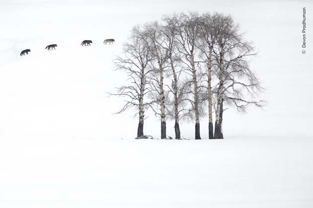 Aspen Shadows by Devon Pradhuman (USA). 
Four grey wolves cross a minimalist landscape of naked aspens and snow in Yellowstone National Park, USA. 
It was early spring in the Lamar Valley, and this pack was in search of its next meal. 
Watching from a distance, Devon saw them heading towards this patch of aspens and thought it would make a compelling image. 
The wolves walked right past these trees and then continued to follow the tree line, eventually disappearing over the hillside.