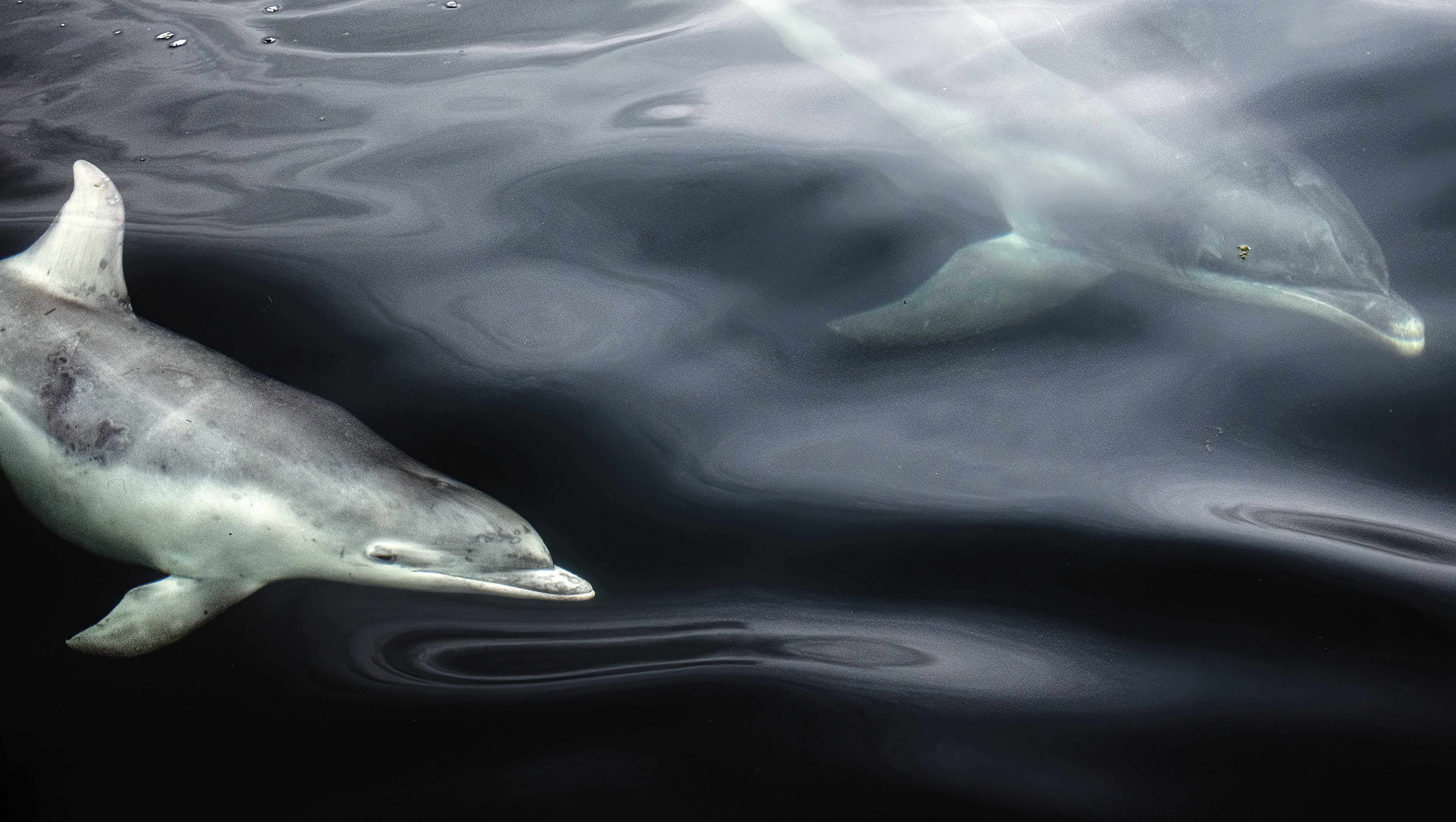 Out of the blue by Ekaterina Bee, Italy Winner, 11-14 Years Ekaterina Bee shares her intimate encounter with some common bottlenose dolphins. Ekaterina’s trip to the west coast of Scotland was filled with wildlife encounters, but bottlenose dolphins were an unexpected surprise. From the boat she composed this image, which highlights the surface patterns on the water created by the dolphins’ movements. Nikon D5600 + 18–55mm f3.5–5.6 lens; 1/1600 at f4.8; ISO 320.