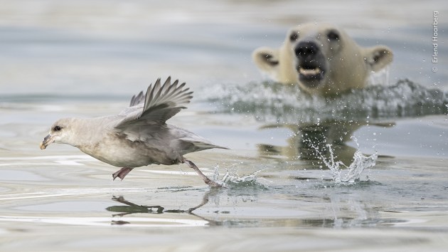 Sneak Attack by Erlend Haarberg (Norway). 
A polar bear cub attempts an underwater surprise attack on a northern fulmar. 
In the Norwegian archipelago of Svalbard, a walrus carcass had attracted a female polar bear and her two cubs. 
But one of the cubs was more interested in playing in the water than eating. 
The cub was having fun diving under the water and resurfacing, playing with the seaweed and kelp. 
The northern fulmar resting on the surface of the water awakened the cub’s desire to hunt. 
Erlend watched as it attempted several underwater surprise attacks on the bird, only to fail each time. 
Play hunting like this is essential learning for a young bear. Eventually it will have to survive in the Arctic without its mother.