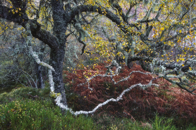 Fortunato Gatto comes across a gnarled old birch tree adorned with pale ‘old man’s beard’ lichens. Fortunato often visits the Glen Affric ancient pinewoods alone to lose himself in its intricate, chaotic, timeless beauty. The pale ‘old man’s beard’ lichens indicate that it’s an area of minimal air pollution. Glen Affric is home to the highest concentration of native trees in the UK, making it a vital ecosystem. Analysis of pollen preserved in the layered sediments shows that the forest has stood here for at least 8,300 years. Old Man of the Glen by Fortunato Gatto, Italy – Winner, Plants and Fungi (Image credit: Fortunato Gatto / Wildlife Photographer of the Year)
