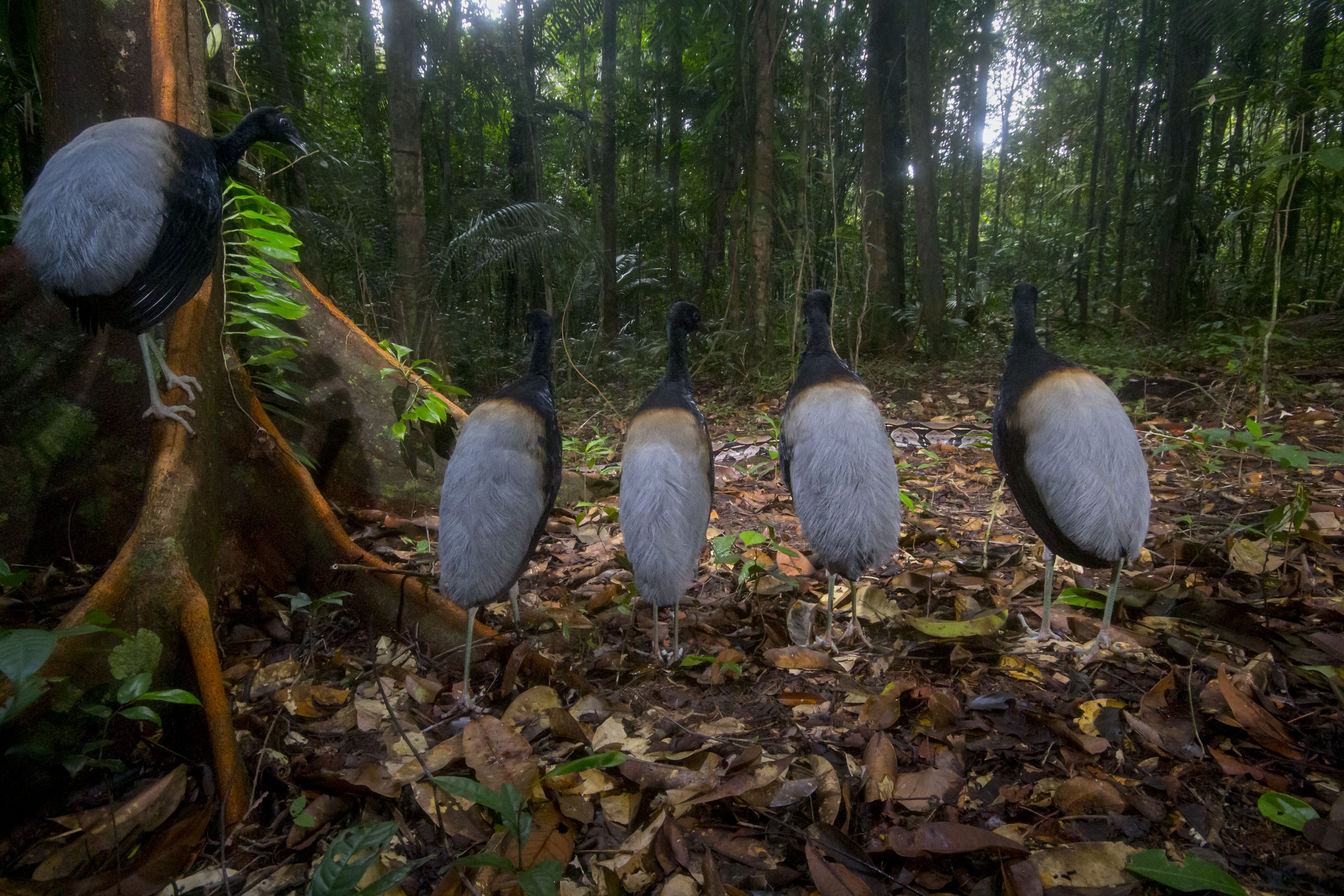 Silence for the snake show by Hadrien Lalagüe, France Winner, Behaviour: Birds Hadrien Lalagüe is rewarded for his patience with a perfect alignment of grey-winged trumpeters watching a boa slither past. Hadrien set up his camera trap by a track in the rainforest surrounding Guiana Space Center. He spent the next six months maintaining the camera kit against high humidity, plastic-munching ants and damage by poachers. This image was his reward. Canon EOS 100D + 10–20mm f4.5–5.6 lens at 11mm; 1/60 at f10; ISO 1600; 2x Nikon flashes; Panasonic PIR motion sensor; custom housing.