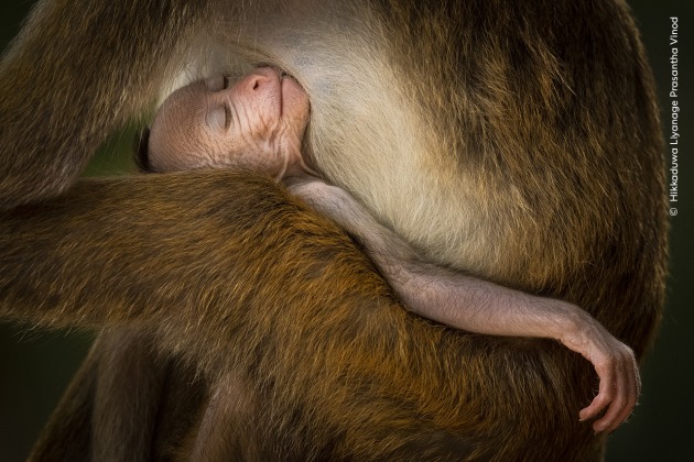 Hikkaduwa Liyanage Prasantha Vinod finds this serene scene of a young toque macaque sleeping in an adult’s arms. Resting in a quiet place after a morning of photographing birds and leopards, Vinod soon realized he wasn’t alone. A troop of toque macaques was moving through the trees above. Vinod spotted this young monkey sleeping between feeds and used a telephoto lens to frame the peaceful moment. Toque macaques easily adapt to human foods, and the encroachment of plantations into their habitat has seen an increase in incidents of shooting, snaring and poisoning by farmers trying to preserve their crops. A Tranquil Moment by Hikkaduwa Liyanage Prasantha Vinod, Sri Lanka – Winner, Behaviour: Mammals (Image credit: Hikkaduwa Liyanage Prasantha Vinod / Wildlife Photographer of the Year)
