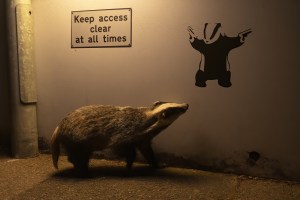 No Access: Badger’s graffiti glance wins Wildlife Photographer of the Year People’s Choice Award