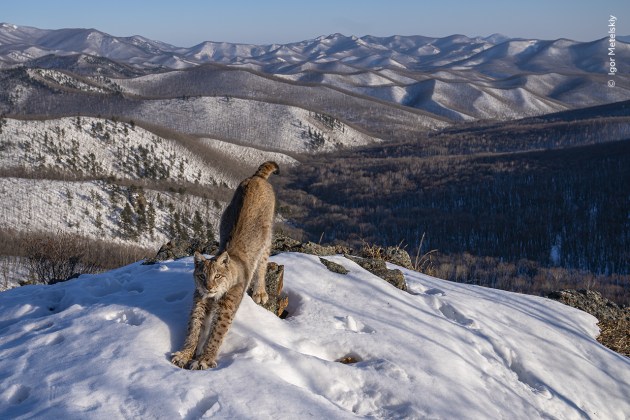 Igor Metelskiy shows a lynx stretching in the early evening sunshine, its body mirroring the undulating wilderness. The remote location and changing weather conditions made access to this spot – and transporting equipment there – a challenge. Igor positioned his camera trap near the footprints of potential prey. It took more than six months of waiting to achieve this relaxed image of the elusive lynx. A survey carried out in 2013 estimated the entire Russian lynx population was around 22,500 individuals, with numbers for the Russian Far East, including those in Primorsky Krai, at 5,890. Frontier of the Lynx by Igor Metelskiy, Russia – Winner, Animals in their Environment (Image credit: Igor Metelskiy / Wildlife Photographer of the Year)