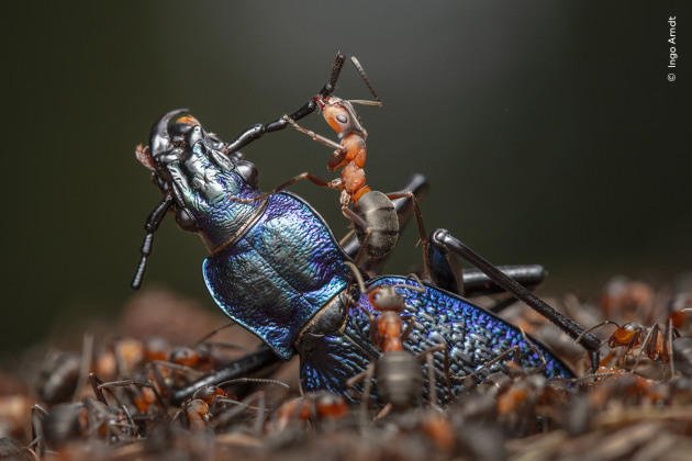 Ingo Arndt documents the efficient dismemberment of a blue ground beetle by red wood ants. ‘Full of ant’ is how Ingo described himself after lying next to the ants’ nest for just a few minutes. Ingo watched as the red wood ants carved an already dead beetle into pieces small enough to fit through the entrance to their nest. Much of the red wood ants’ nourishment comes from honeydew secreted by aphids, but they also need protein. They are capable of killing insects and other invertebrates much larger than themselves through sheer strength in numbers. The Demolition Squad by Ingo Arndt, Germany – Winner, Behavior: Invertebrates (Image credit: Ingo Arndt / Wildlife Photographer of the Year)