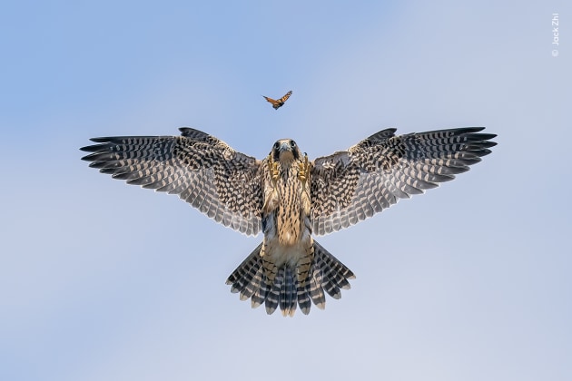 Jack Zhi enjoys watching a young falcon practicing its hunting skills on a butterfly, above its sea-cliff nest. Jack has been visiting this area for the past eight years, observing the constant presence of one of the birds and photographing the chicks. On this day it was a challenge to track the action because the birds were so fast. Should this young peregrine falcon make it to adulthood, tests have shown it will be capable of stooping, or dropping down on its prey from above, at speeds of more than 300 kilometers per hour (186 miles per hour). Practice Makes Perfect by Jack Zhi, USA – Winner, Behaviour: Birds (Image credit: Jack Zhi / Wildlife Photographer of the Year)
