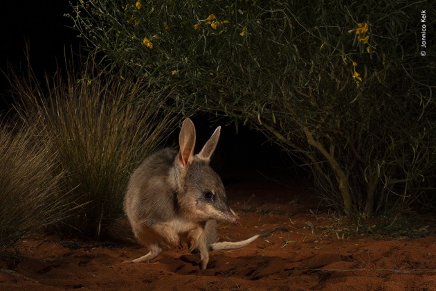 Hope for the Ninu by Jannico Kelk, Australia – Winner, Impact Award.
Jannico spent each morning walking the sand dunes of a conservation reserve, searching for footprints that this rabbit-sized marsupial may have left the night before. Finding tracks near a burrow, he set up his camera trap. The greater bilby has many Aboriginal names, including ninu. It was brought to near extinction through predation by introduced foxes and cats. Within fenced reserves where many predators have been eradicated, the bilby is thriving.