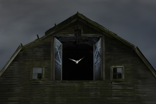 Edge of Night by Jess Findlay (Canada) Highly commended A ghostly barn owl exits the hayloft window of a derelict barn to hunt in fields outside Vancouver, Canada. Jess quietly watched the owl for several nights to understand its habits. He set up an invisible beam that would trigger a flash when the owl flew out of the barn. Simultaneously, a slow shutter speed gathered ambient light cast on the clouds and barn. On the tenth night, all the moving parts came together as the owl left to begin its hunt.