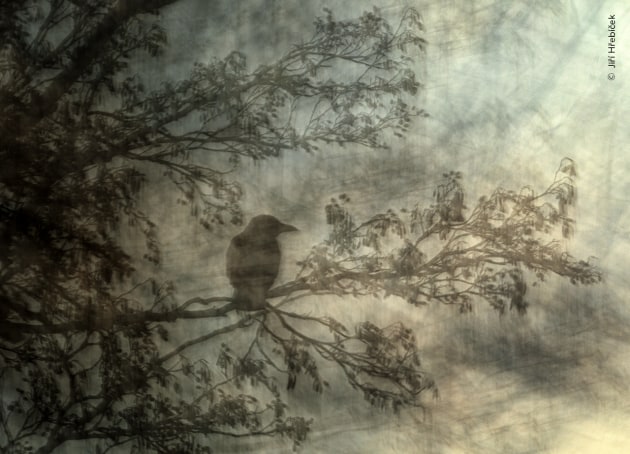 Jiří Hřebíček creates an impressionistic vision of this perching carrion crow. Jiří often visits his local park in Basel as it’s an ideal place to experiment with camera techniques. To create this painterly effect of a sitting carrion crow, Jiří deliberately moved his camera in different directions while using a long shutter speed. Carrion crows are intelligent birds that have successfully adapted to living alongside humans, with gardens and parks providing a regular food supply. In Switzerland they are found north of the Alps, with some of the highest concentrations around Basel. The Artful Crow by Jiří Hřebíček, Czech Republic – Winner, Natural Artistry (Image credit: Jiri Hrebicek / Wildlife Photographer of the Year)