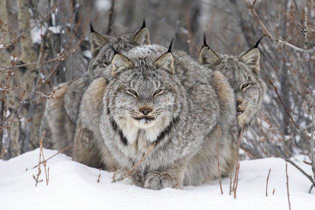 John E Marriott frames a lynx resting, with its fully grown young sheltering from the cold wind behind it. John had been tracking this family group for almost a week, wearing snowshoes and carrying light camera gear to make his way through snowy forests. When fresh tracks led him to the group, he kept his distance to make sure he didn’t disturb them. Lynx numbers usually reflect the natural population fluctuations of their main prey species, the snowshoe hare. With climate change reducing snow coverage, giving other predators more opportunities to hunt the hares, hare populations may decline, in turn affecting the lynx population. On Watch by John E Marriott, Canada – Winner, Animal Portraits (Image credit: John Marriott / Wildlife Photographer of the Year)