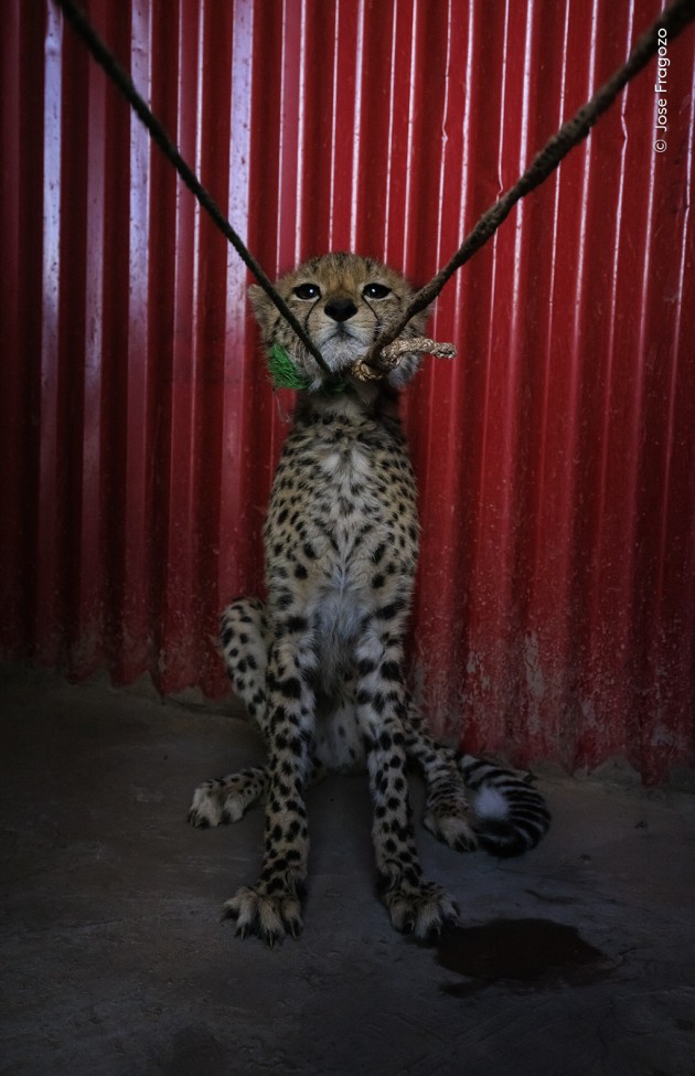 Unsold by Jose Fragozo (Portugal). 
A young cheetah cub hisses while waiting to be sold in Ethiopia. 
Captured from her home plains in the Somali Region, she was transported for several days on the back of a camel to the northern coast of Somaliland. 
Illegal wildlife trafficking is a problem in the Somali Region. Farmers catch and sell cheetah cubs to traffickers, claiming that the cheetahs attack their livestock. 
Sometimes the farmers and traffickers cannot sell the cubs immediately. The bigger the cheetahs get, the harder it is to find buyers. 
Some end up being killed and their parts sold, their bones shipped to Yemen and then to other Asian markets. They are then sold as tiger bones and used to make Chinese bone wine. 
After hissing at the camera, the cub started chirping, calling out for its mother.
