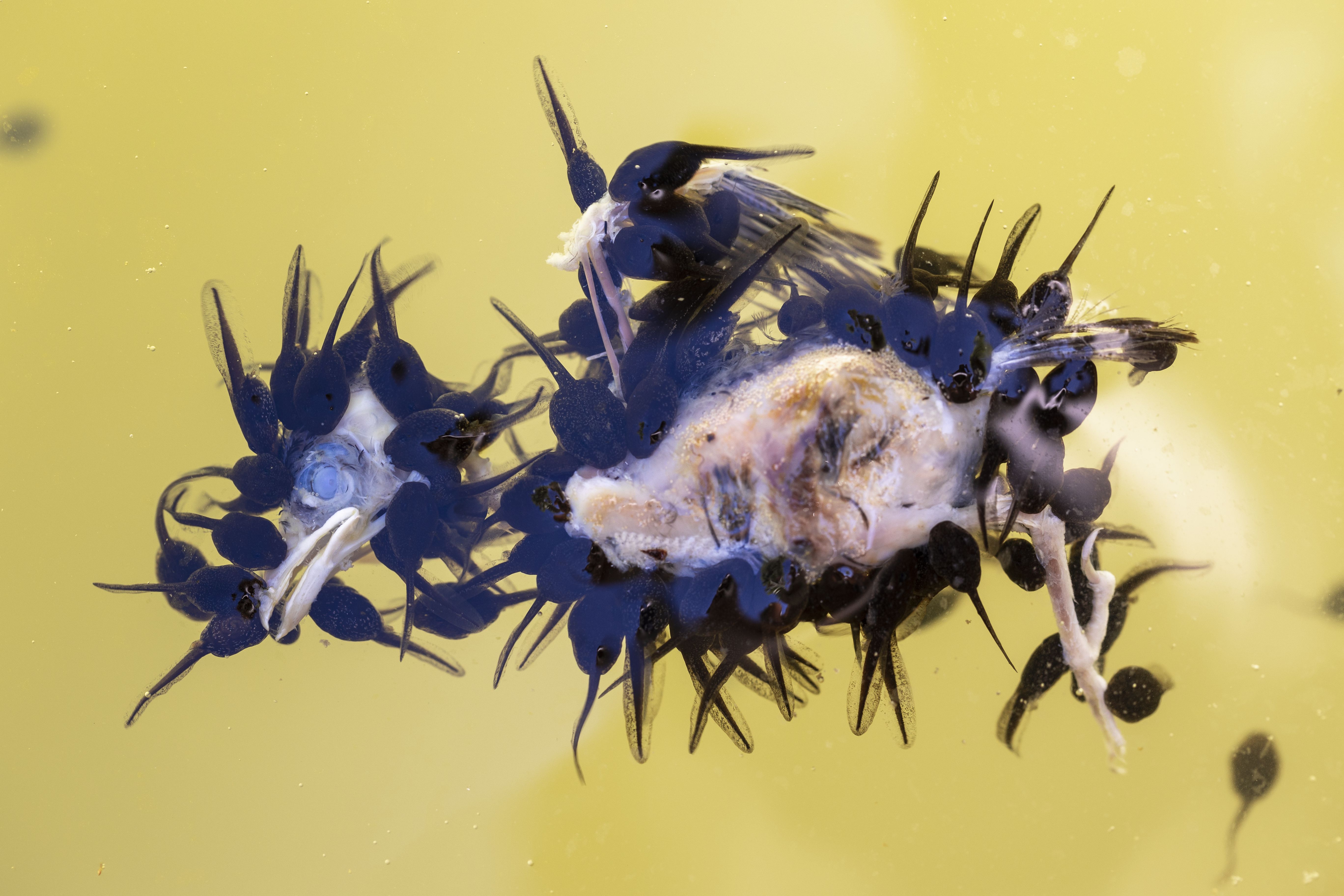 The tadpole banquet by Juan Jesús Gonzalez Ahumada, Spain Winner, Behaviour: Amphibians and Reptiles Juan Jesús Gonzalez Ahumada watches as toad tadpoles feast on a dead fledgling sparrow.The drama unfolded near Juan’s home when a newly fledged sparrow launched itself from a nest on his neighbour’s roof and fell into a nearby pond, where it drowned. Juan had to pick his moment to show the tadpole formation and the sparrow’s eye. Canon EOS R6 + 100mm f2.8 lens; 1/80 at f5.6; ISO 320; ring flash.