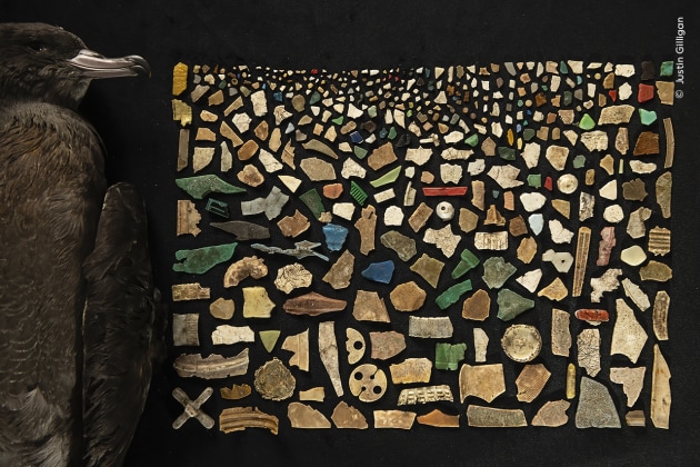 Justin Gilligan (Australia) creates a mosaic from the 403 pieces of plastic found inside the digestive tract of a dead flesh-footed shearwater. Justin has been documenting Adrift Lab’s work for several years, often joining them on beach walks at dawn to collect dead chicks. The team brings together biologists from around the world to study the impact of plastic pollution on marine ecosystems. Studies found that three quarters of adult flesh-footed shearwaters breeding on Lord Howe Island – and 100% of fledglings – contained plastic. The team, including a Natural History Museum scientist, discovered it causes scarring to the lining of the digestive tract, a condition called plasticosis. A Diet of Deadly Plastic by Justin Gilligan, Australia – Winner, Oceans: The Bigger Picture (Image credit: Justin Gilligan / Wildlife Photographer of the Year)