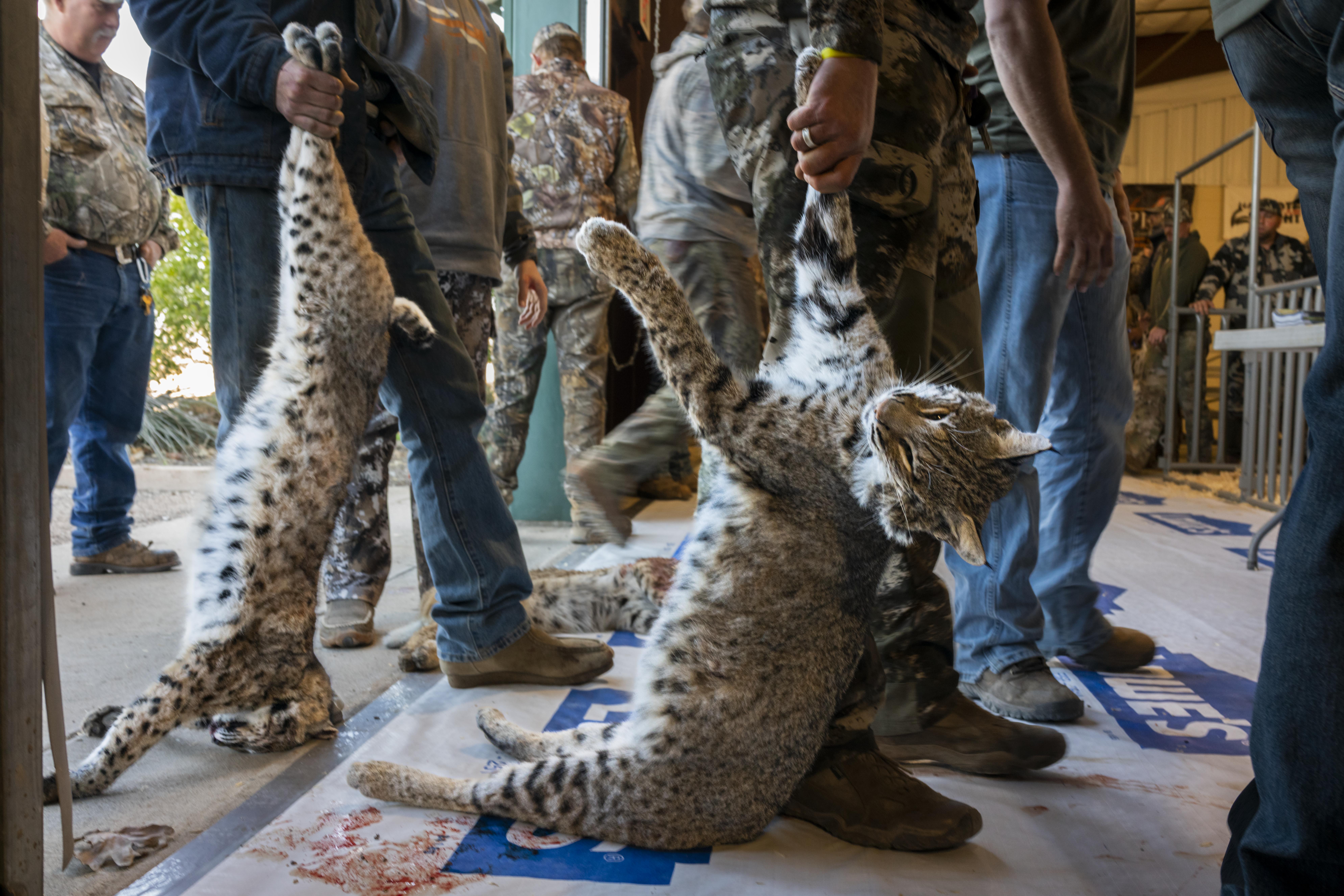 The unprotected by Karine Aigner, USA Winner, Photojournalist Story Award ‘Big business’ Contestants line up to have their bobcats weighed in the March 2022 West Texas Big Bobcat Contest, the highest-paying predator-hunting contest in the USA. There are a number of prizes, one of which is for the heaviest bobcat. In 2022 the winner of that category took home US$35,530 (around £28,000). Sony RX1R II + 35mm f2 lens; 1/40 at f8; ISO 1600.