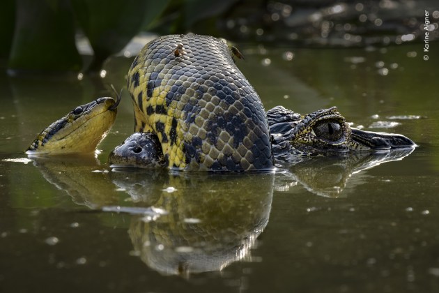 Karine Aigner recognizes the skin of a yellow anaconda as it coils itself around the snout of a yacaré caiman. The tour group Karine was leading had stopped to photograph some marsh deer when she noticed an odd shape floating in the water. Through binoculars, Karine quickly recognized the reptiles and watched as they struggled with each other. Caimans are generalist feeders and will eat snakes. As anacondas get larger, they will include reptiles in their diet. It’s hard to determine who is the aggressor here. On the snake’s back are two tabanids, blood-sucking horseflies that are known to target reptiles. Wetland Wrestle by Karine Aigner, USA – Winner, Behaviour: Amphibians and Reptiles (Image credit: Karine Aigner / Wildlife Photographer of the Year)