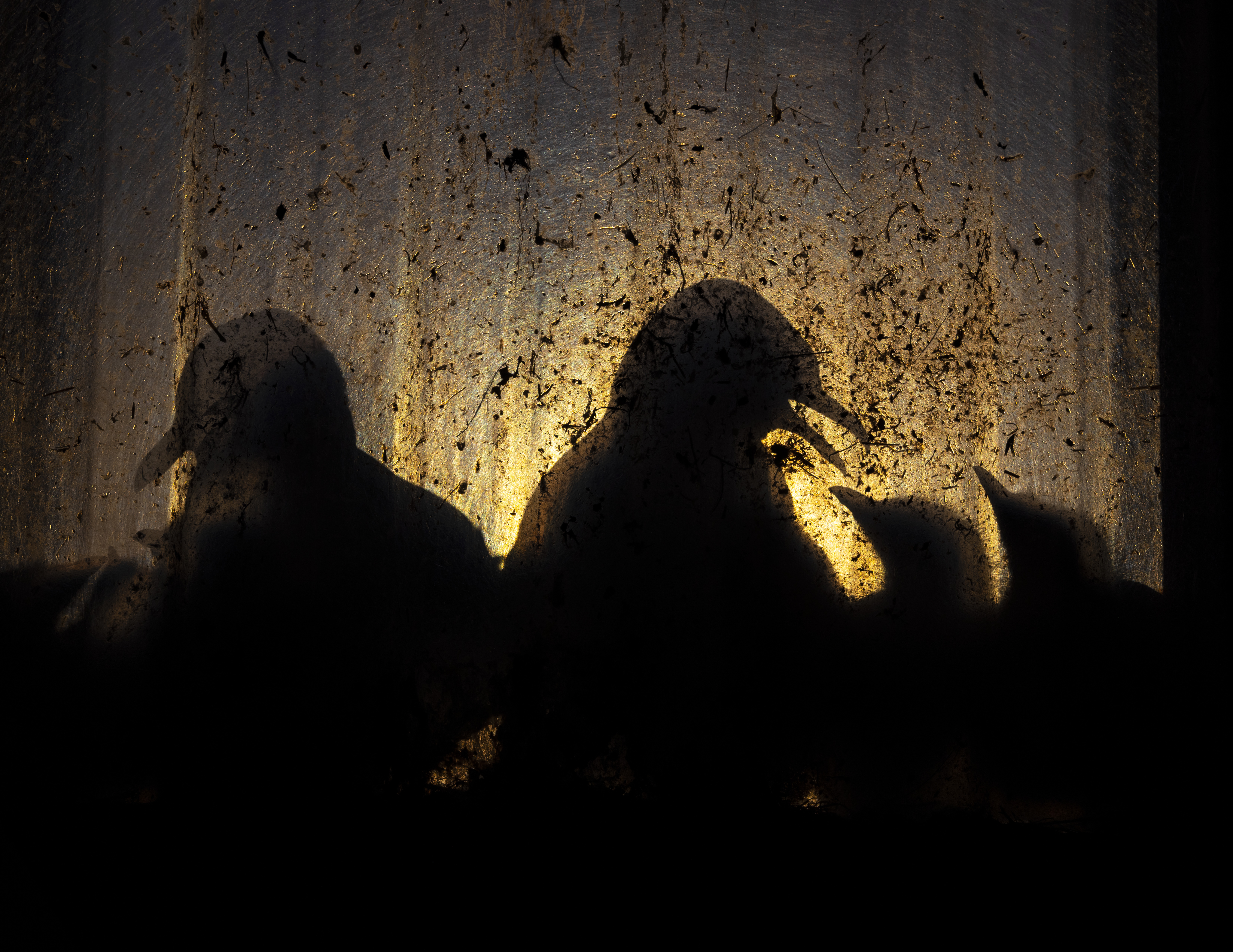Birds of the midnight sun by Knut-Sverre Horn, Norway Winner, Urban Wildlife Knut-Sverre Horn offers a glimpse of kittiwake chicks illuminated in an abandoned factory. From his vantage point inside an abandoned fish-processing factory, Knut-Sverre kept watch on the black-legged kittiwakes tending to their chicks on the windowsill. As midnight approached, the low summer sun struck the north-facing window, sharpening the birds’ silhouettes and giving him the image that he wanted. Canon EOS R5 + 24–70mm lens at 42mm; 1/5000 at f8; ISO 100.
