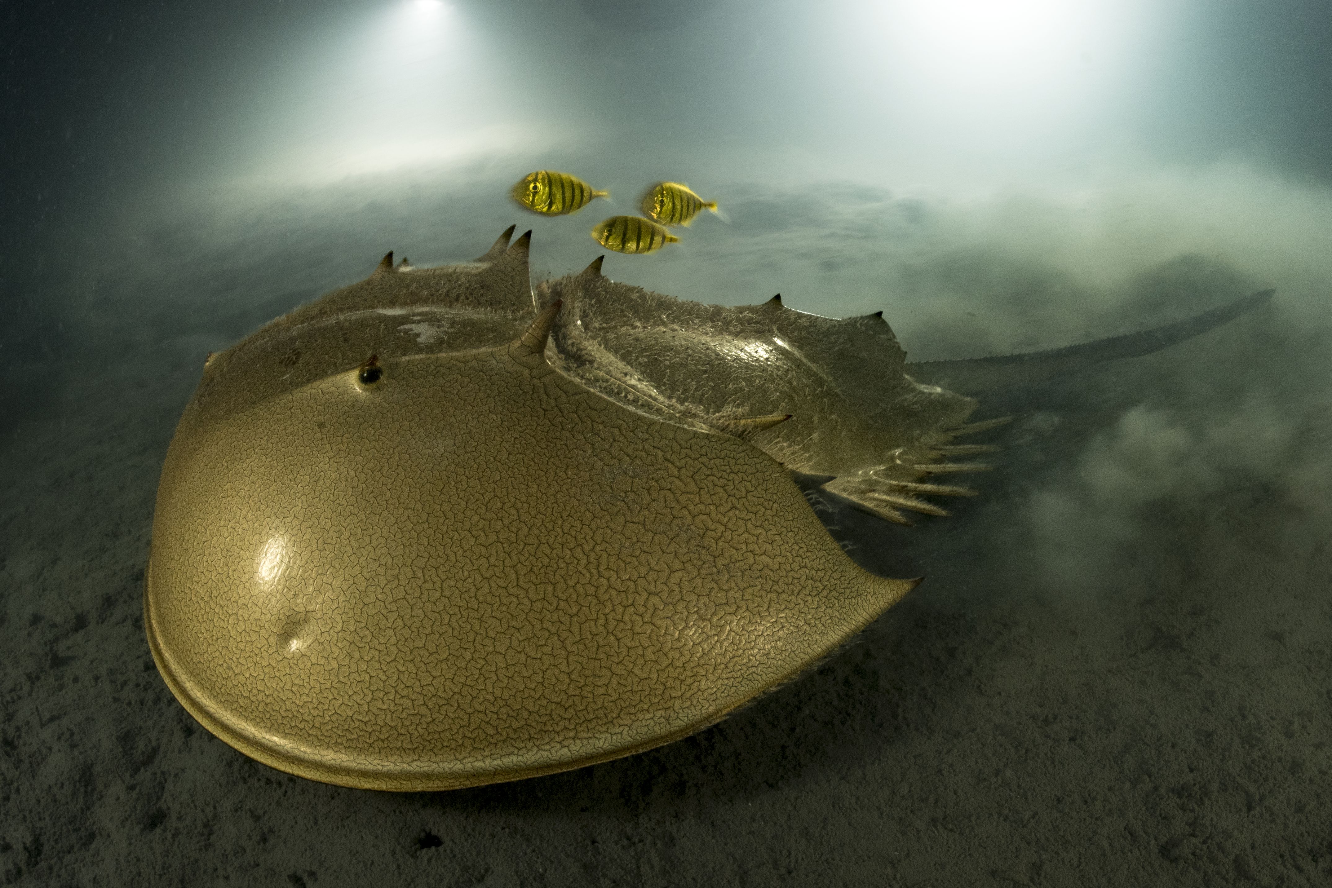 The ancient mariner by Laurent Ballesta, France Winner, Portfolio Award ‘The golden horseshoe’ A tri-spine horseshoe crab moves slowly over the mud. Its golden protective carapace hides 12 appendages. Above the horseshoe crab, a trio of juvenile golden trevallies are poised to dart down for edible morsels ploughed up by its passage. Nikon D5 + 13mm f2.8 lens; 1/25 at f22; ISO 800; Seacam housing; 2x Seacam strobes.