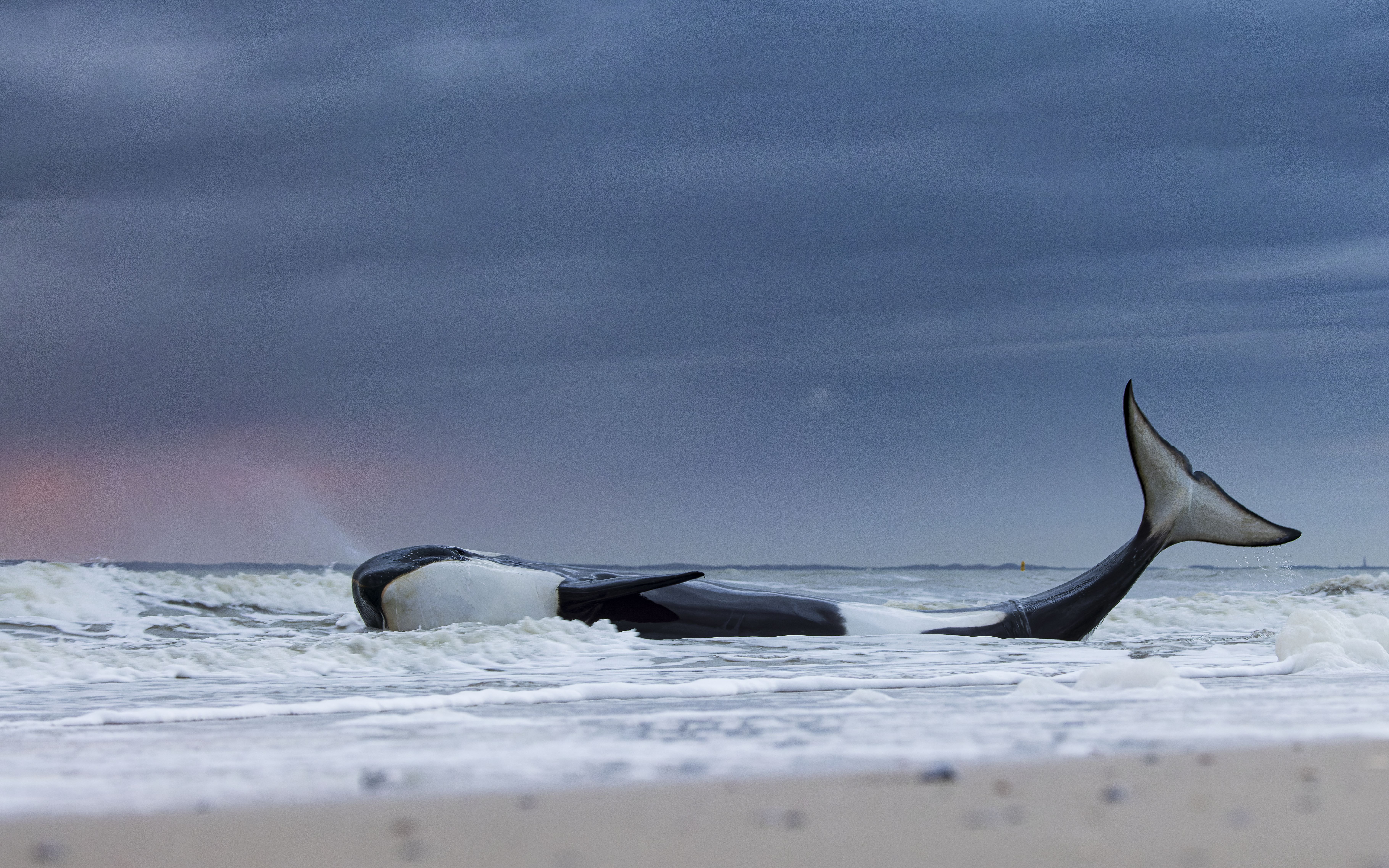 Last gasp by Lennart Verheuvel, the Netherlands Winner, Oceans: The Bigger Picture Lennart Verheuvel shows the final moments of a beached orca. Lying on its side in the surf, this orca had only a short time left to live. Initially rescued, it soon was stranded again on the beach and died. A study later revealed that not only was it severely malnourished, it was also extremely sick. Canon EOS R5 + 100–500mm f4.5–7.1 lens at 100mm; 1/80 at f7.1; ISO 1250.