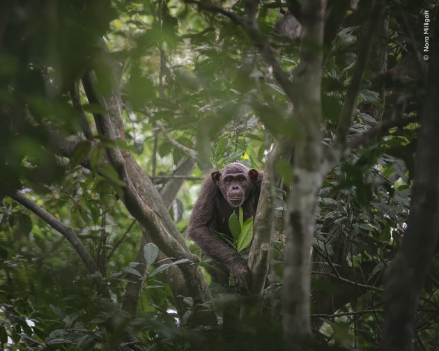 Curious Connection by Nora Milligan (USA). 
A chimpanzee pauses and looks down as its family moves across the forest floor of Loango National Park, Gabon. 
On a trek through the forest, Nora’s guide signalled for the group to stop near the bank of a swamp. 
They heard the call of a chimp first, then the leaves around them started to rustle and a group of chimpanzees appeared. This family is called the Rekambo group. A group of researchers from the Ozouga Chimpanzee Project is studying them.