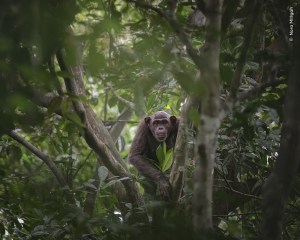Public vote opens in Wildlife Photographer of the Year
