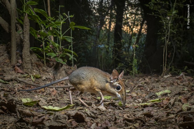 Snuffling Sengi by Piotr Naskrecki (Poland). 
A rarely seen four-toed sengi forages for food among the leaf litter in Mozambique. 
Sengis mainly eat insects and look for their prey at dusk and dawn. They rely on a combination of good vision and excellent sense of smell to find food. 
Piotr watched this sengi over several weeks in Gorongosa National Park, Mozambique.