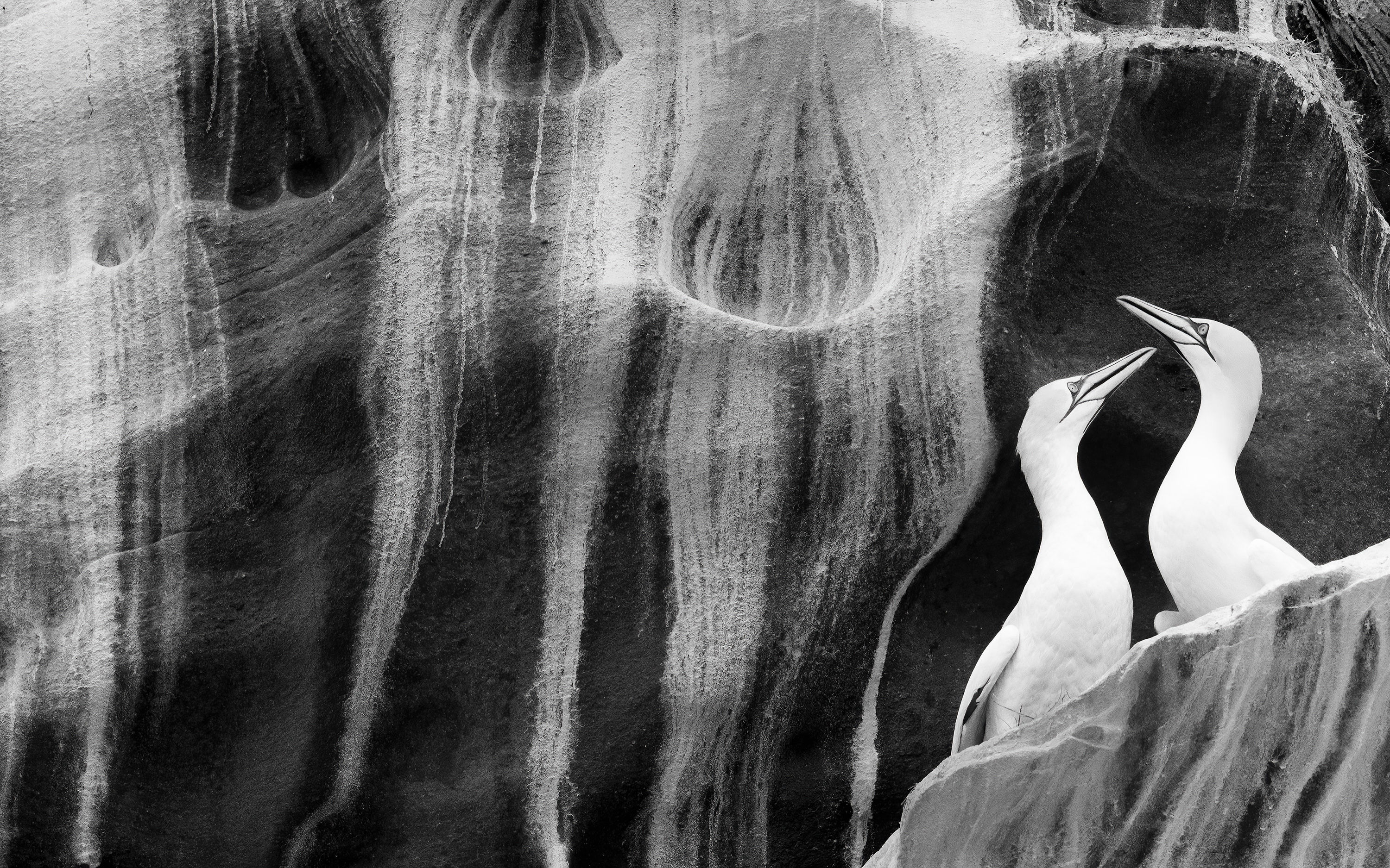 The art of courtship by Rachel Bigsby, UK Winner, Natural Artistry Rachel Bigsby frames a gannet pair against the guano-painted curves of sandstone cliffs. From her boat in turbulent sea swell, Rachel realised that achieving her vision of showcasing gannets set against the towering cliffs would be tricky. But as the boat aligned with the rocks, she spotted this pair ‘isolated on a lower ledge, intertwining their necks and framed by streaks of guano’. Nikon D850 + Sigma 60–600mm f4.5–6.3 lens; 1/1600 at f11; ISO 5000.