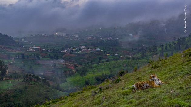 Robin Darius Conz watches a tiger on a hillside against the backdrop of a town where forests once grew. Robin was following this tiger as part of a documentary team filming the wildlife of the Western Ghats. On this day, he used a drone to watch the tiger explore its territory before it settled in this spot. The protected areas in the Western Ghats, where tigers are carefully monitored, are some of the most biodiverse landscapes in India and have a stable population of tigers. Outside these areas, where development has created conflict between humans and wildlife, tiger occupancy has declined. Tiger in Town by Robin Darius Conz, Germany – Winner, Urban Wildlife (Image credit: Robin Darius / Wildlife Photographer of the Year)