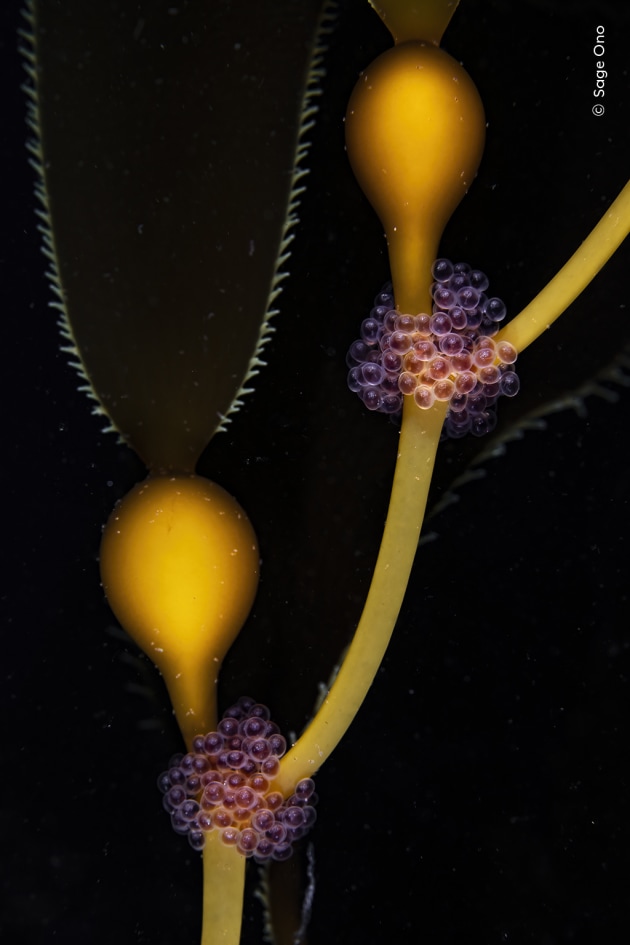 Sage Ono explores the abundant life around the giant kelp forests in Monterey Bay National Marine Sanctuary. Inspired by the stories told by his grandfather, a retired marine biologist, and by a photograph of a larval cusk eel, Sage acquired a compact underwater camera and decided to take up underwater photography. After university, he moved to the coast near the Monterey Bay National Marine Sanctuary to pursue his interest. Here, it’s the submerged world of the bay’s forests of giant kelp – the biggest of all seaweeds – and the diversity of life they contain, that have captured his imagination. The Serengeti of the Sea by Sage Ono, USA – Winner, Rising Star Portfolio Award (Image credit: Stage Ono / Wildlife Photographer of the Year)