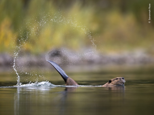 Slap Shot by Savannah Rose (USA). 
A beaver cocks its tail before slapping it down on the water to alert its family to a newcomer. 
Savannah enjoys photographing North American beavers in this pond in Jackson, Wyoming, USA. 
As she approached the shoreline, a beaver cruised cautiously by after emerging from its lodge. It cocked its tail up and brought it down with a resounding crack.