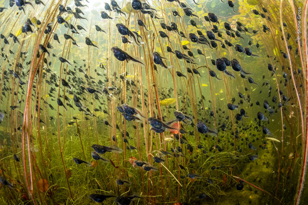 Image: WPOTY