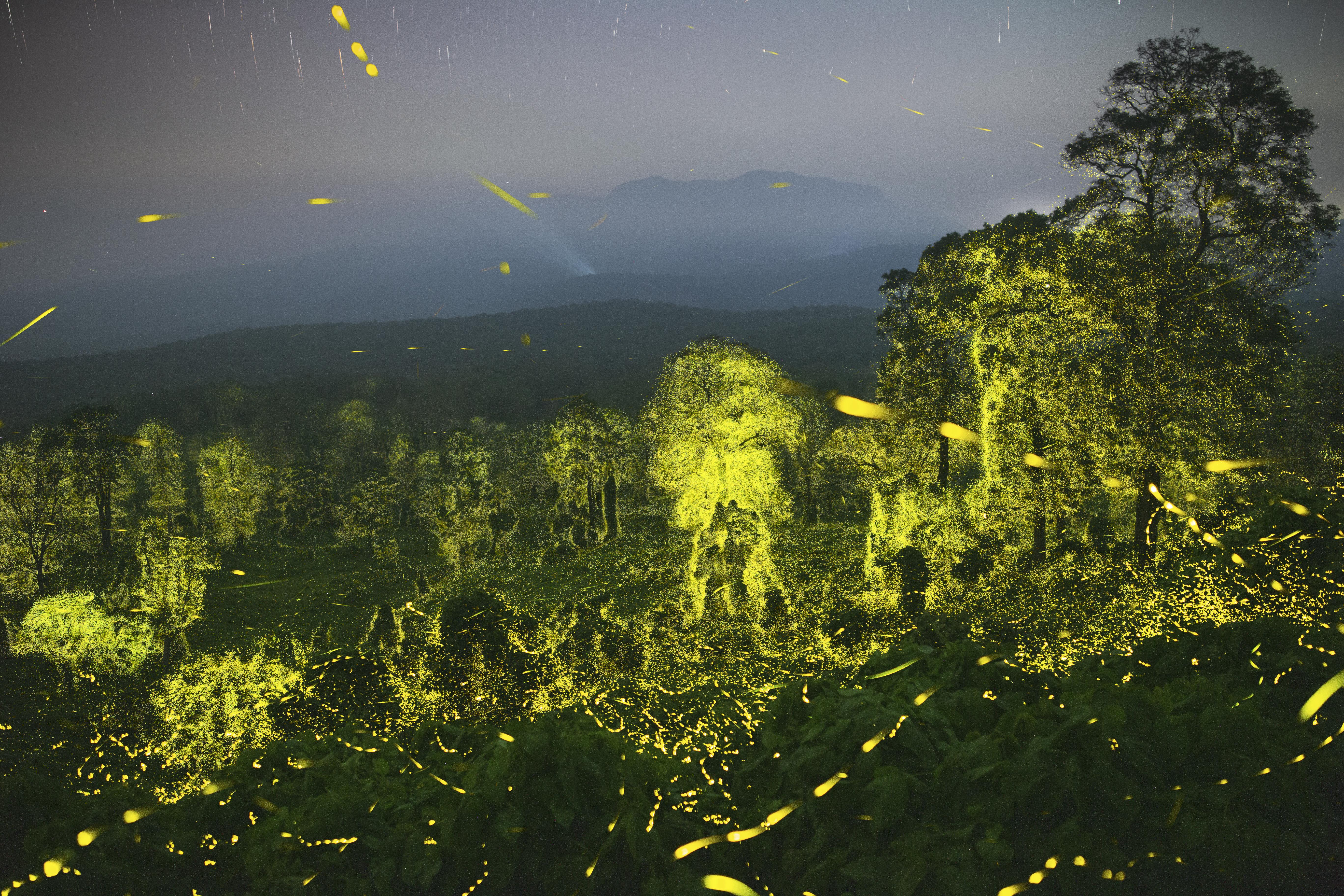 Lights fantastic by Sriram Murali, India Winner, Behaviour: Invertebrates Sriram Murali showcases a night sky and a forest illuminated with fireflies. Sriram combined fifty 19-second exposures to show the firefly flashes produced over 16 minutes in the forests near his hometown. The firefly flashes start at twilight, with just a few, before the frequency increases and they pulse in unison like a wave across the forest. Canon 6D + 24mm f1.4 lens; 19 sec at f2; multiple exposures; ISO 6400; cable release; Manfrotto tripod.