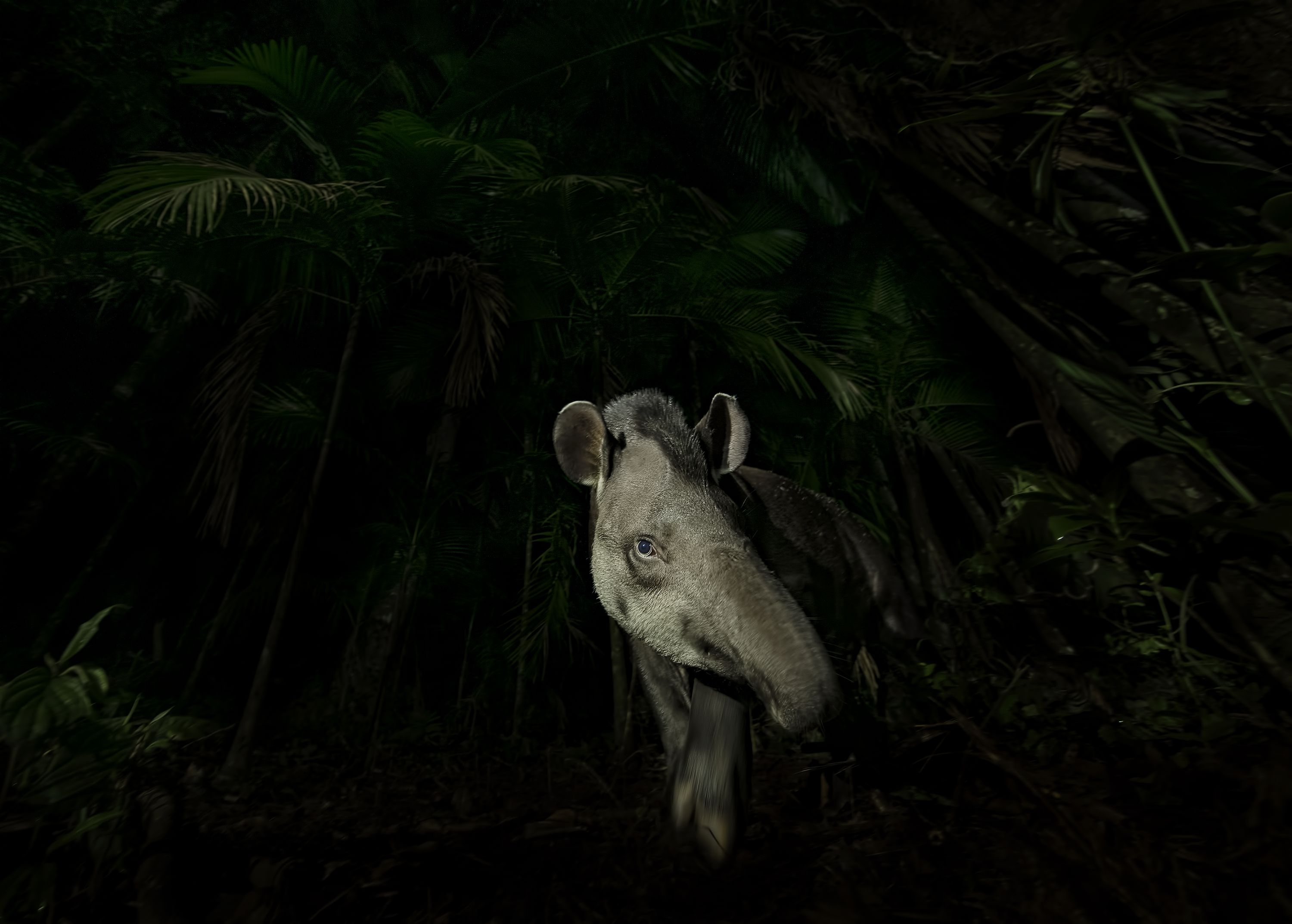 Face of the forest by Vishnu Gopal, India Winner, Animal Portraits Vishnu Gopal records the moment a lowland tapir steps cautiously out of the swampy Brazilian rainforest. Finding hoofprints on a forest track near his campsite, Vishnu waited nearby. An hour later, the tapir appeared. Using a long exposure and torchlight to capture texture and movement, Vishnu framed the tapir’s side-turned head as it emerged from the forest. Nikon D850 + 14–24mm f2.8 lens at 14mm; 1/30 at f6.3; ISO 1600; torch.