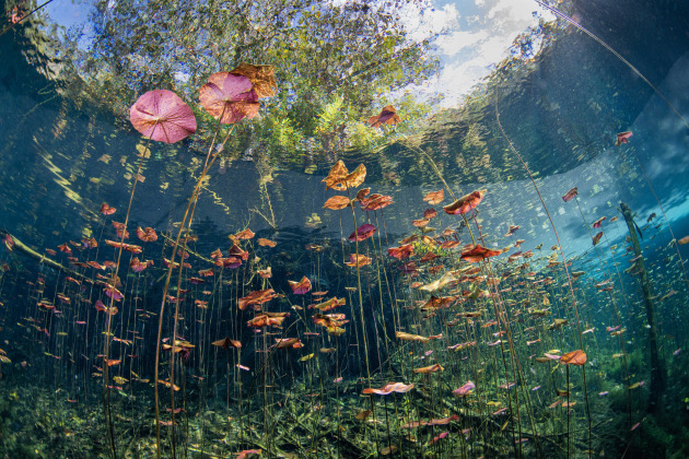 Winner, Seascape category, Talia Greis, Underwater garden.