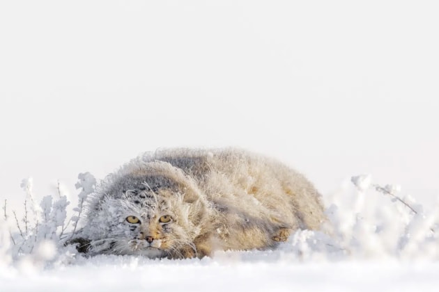 Joshua Holko, Australia. Winner, Best Single Image in Wildlife, Nature & Underwater Portfolio.
Location: Steppe Region of Eastern Mongolia
“A Pallas cat lies flat in the snow at first light, their method for camouflage. The cat is covered in hoar frost in the freezing -35º Celsius morning temperature in
this region of Mongolia in winter and was likely out hunting all night.”