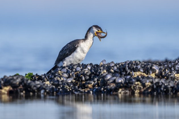 Wanting to ensure I didn't disturb this gannet feeding, keeping a good distance was paramount. So, with good light allowing a low ISO, and a relatively still subject making framing easy, I chose to use a teleconverter to 'get close'. Having decided this, the next key consideration was how to attach it without exposing my sensor to salty sea mist! Sony A1, FE 400mm F2.8 GM OSS + 1.4X Teleconverter. 1/2500s @ f4.5, ISO 400. +0.3ev.