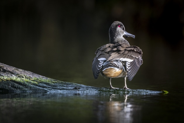Whilst I could have easily cropped in to get the same composition of this pink-eared duck, given the good light conditions and still subject, I was able to still shoot at a low ISO. In turn, this gave me more pixels and hence greater detail for the final capture. Sony A1, FE 600mm F4 GM OSS + 1.4X Teleconverter. 1/640s @ f5.6, ISO 100. -1.7ev.
