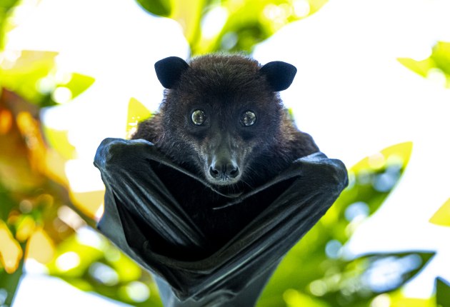 As this black flying fox was still, I could slow down the shutter speed and get a low ISO. I knew the tight composition I wanted, so it made sense to get maximum pixels and detail of this magnificent animal. In this case, a tele was ideal to help realise the shot. Sony A1, FE 600mm F4 GM OSS + 1.4X Teleconverter. 1/800s @ f5.6, ISO 4000.