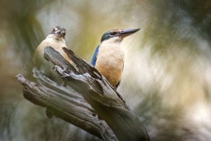 In the judge's chair: Photo tips for judging (part two)
